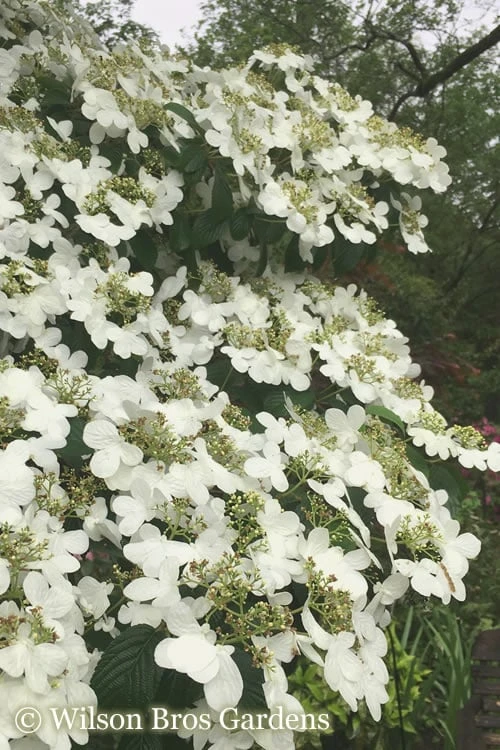 Summer Snowflake Viburnum - 6 Pack of 1 Gallon Pots Summer Snowflake Viburnum - 6 Pack Of 1 Gallon Pots -Garden Plants shop Viburnum Summer Snowflake 21 500x750 1