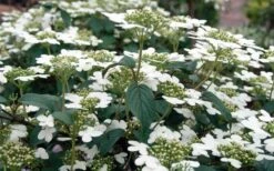 Summer Snowflake Viburnum - 6 Pack Of 1 Gallon Pots 6 Summer Snowflake Viburnum - 6 Pack Of 1 Gallon Pots -Garden Plants shop Viburnum Summer Snowflake 3