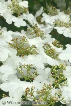 Summer Snowflake Viburnum - 3 Gallon Pot -Garden Plants shop Viburnum Summer Snowflake 31 1