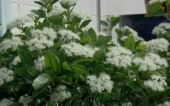 Winterthur Viburnum - 1 Gallon Pot -Garden Plants shop Viburnum Winterthur 11