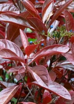 Winterthur Viburnum - 3 Gallon Pot -Garden Plants shop Viburnum Winterthur 4 1