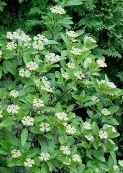 Winterthur Viburnum - 1 Gallon Pot -Garden Plants shop Viburnum Winterthur 7