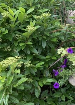 Winterthur Viburnum - 1 Gallon Pot -Garden Plants shop Viburnum Winterthur 9