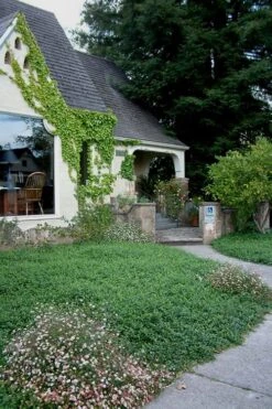 Evergreen Periwinkle - Vinca Minor - 6 Pack Of Pint Pots -Garden Plants shop Vinca Minor 14