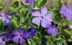 Ralph Shugert Variegated Periwinkle - Vinca Minor - 3 Pack Of Pint Pots -Garden Plants shop Vinca Minor Ralph Shugert Closeup