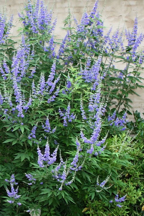 Blue Chaste Tree - Vitex agnus-castus - 1 Gallon Pot Blue Chaste Tree - Vitex Agnus-castus - 1 Gallon Pot -Garden Plants shop Vitex Agnus Castus Chaste Tree rev 500x750 1