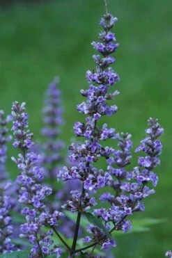 Blue Diddley Dwarf Chaste Tree (Vitex Agnus-castus) - 1 Gallon Pot 5 Blue Diddley Dwarf Chaste Tree (Vitex Agnus-castus) - 1 Gallon Pot -Garden Plants shop Vitex Blue Diddley 1