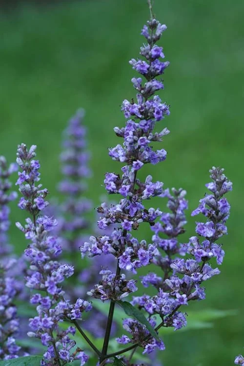 Blue Diddley Dwarf Chaste Tree (Vitex agnus-castus) - 1 Gallon Pot Blue Diddley Dwarf Chaste Tree (Vitex Agnus-castus) - 1 Gallon Pot -Garden Plants shop Vitex Blue Diddley 1