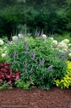 Blue Diddley Dwarf Chaste Tree - Vitex Agnus-castus - 3 Gallon Pot -Garden Plants shop Vitex Blue Diddley 3