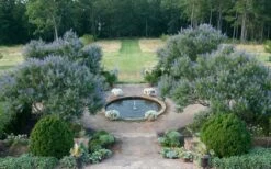 Blue Chaste Tree - Vitex Agnus-castus - 1 Gallon Pot 5 Blue Chaste Tree - Vitex Agnus-castus - 1 Gallon Pot -Garden Plants shop Vitex Chaste Tree 11