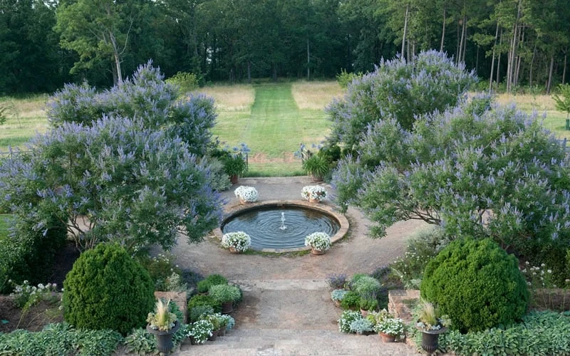 Blue Chaste Tree - Vitex agnus-castus - 1 Gallon Pot Blue Chaste Tree - Vitex Agnus-castus - 1 Gallon Pot -Garden Plants shop Vitex Chaste Tree 11