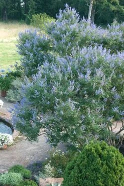 Blue Chaste Tree - Vitex Agnus-castus - 1 Gallon Pot 4 Blue Chaste Tree - Vitex Agnus-castus - 1 Gallon Pot -Garden Plants shop Vitex Chaste Tree 13