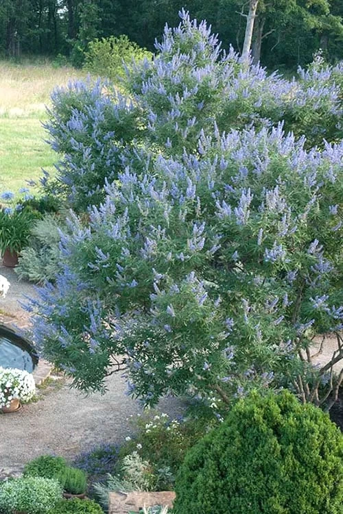 Blue Chaste Tree - Vitex agnus-castus - 1 Gallon Pot Blue Chaste Tree - Vitex Agnus-castus - 1 Gallon Pot -Garden Plants shop Vitex Chaste Tree 13