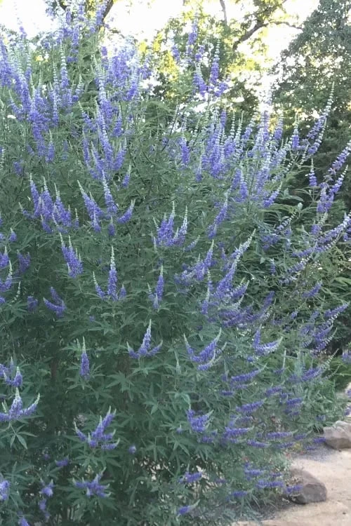 Blue Chaste Tree - Vitex agnus-castus - 1 Gallon Pot Blue Chaste Tree - Vitex Agnus-castus - 1 Gallon Pot -Garden Plants shop Vitex Chaste Tree 14