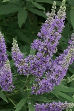 Shoal Creek Blue Chaste Tree (Vitex) - 7 Gallon Pot 4 Shoal Creek Blue Chaste Tree (Vitex) - 7 Gallon Pot -Garden Plants shop Vitex Shoal Creek 15 1