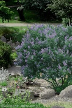 Shoal Creek Blue Chaste Tree (Vitex) - 7 Gallon Pot 3 Shoal Creek Blue Chaste Tree (Vitex) - 7 Gallon Pot -Garden Plants shop Vitex Shoal Creek 17 1