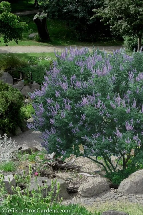 Shoal Creek Blue Chaste Tree (Vitex) - 7 Gallon Pot Shoal Creek Blue Chaste Tree (Vitex) - 7 Gallon Pot -Garden Plants shop Vitex Shoal Creek 17 1