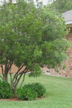 Southern Wax Myrtle - 3 Gallon Pot 5 Southern Wax Myrtle - 3 Gallon Pot -Garden Plants shop Wax Myrtle Southern 1 500x750 1