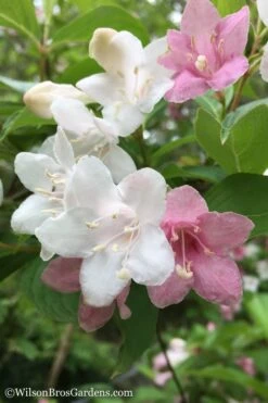 Goodness Grows Bicolor Weigela - 3 Gallon Pot -Garden Plants shop Weigela Goodness Grows 1