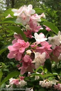 Goodness Grows Bicolor Weigela - 3 Gallon Pot -Garden Plants shop Weigela Goodness Grows 10