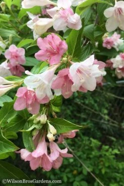 Goodness Grows Bicolor Weigela - 3 Gallon Pot