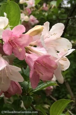 Goodness Grows Bicolor Weigela - 3 Gallon Pot -Garden Plants shop Weigela Goodness Grows 3