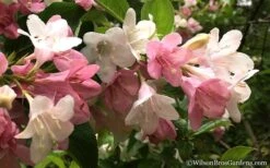 Goodness Grows Bicolor Weigela - 3 Gallon Pot -Garden Plants shop Weigela Goodness Grows 5