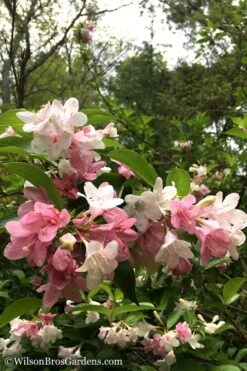 Goodness Grows Bicolor Weigela - 3 Gallon Pot -Garden Plants shop Weigela Goodness Grows 8