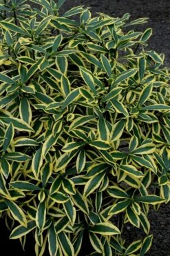 Marianni Variegated Pink Winter Daphne - 2 Gallon Pot -Garden Plants shop Winter Daphne Marianni 2