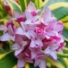 Marianni Variegated Pink Winter Daphne - 2 Gallon Pot