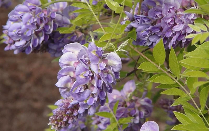 Amethyst Falls Wisteria Vine - 1 Gallon Pot Amethyst Falls Wisteria Vine - 1 Gallon Pot -Garden Plants shop Wisteria Amethyst Falls 50