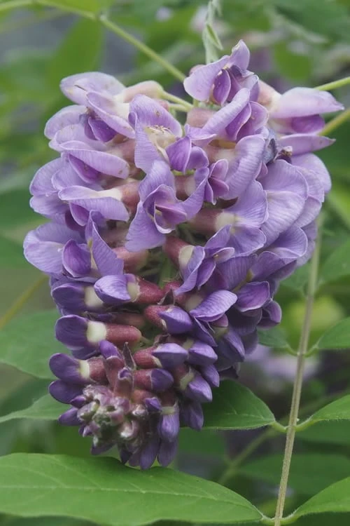 Amethyst Falls Wisteria Vine - 1 Gallon Pot Amethyst Falls Wisteria Vine - 1 Gallon Pot -Garden Plants shop Wisteria Amethyst Falls Rev 500x750 1