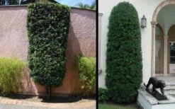 Podocarpus Macrophyllus Upright Yew - 1 Gallon Pot -Garden Plants shop Yew Podocarpus 3