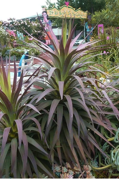 Blue Boy Yucca - 3 Gallon Pot Blue Boy Yucca - 3 Gallon Pot -Garden Plants shop Yucca Blue Boy 16