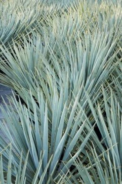 Blue Sentry Yucca - 1 Gallon Pot 5 Blue Sentry Yucca - 1 Gallon Pot -Garden Plants shop Yucca Blue Sentry 2