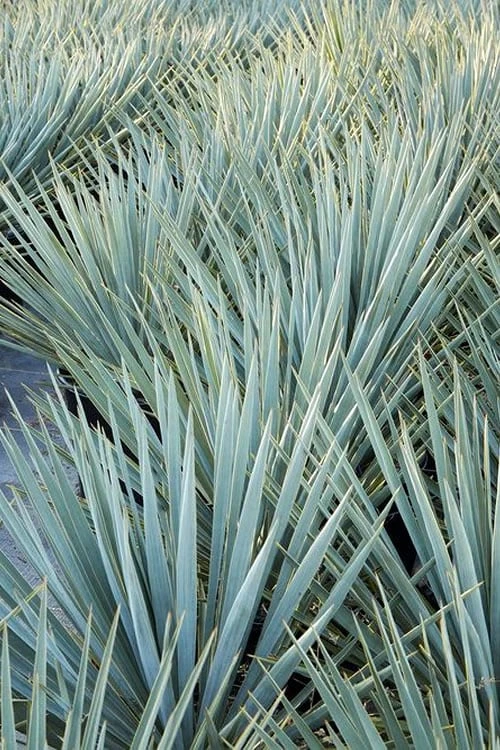 Blue Sentry Yucca - 1 Gallon Pot Blue Sentry Yucca - 1 Gallon Pot -Garden Plants shop Yucca Blue Sentry 2