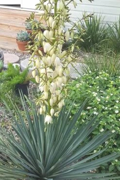 Blue Sentry Yucca - 1 Gallon Pot 4 Blue Sentry Yucca - 1 Gallon Pot -Garden Plants shop Yucca Blue Sentry 3