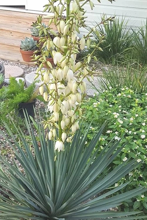 Blue Sentry Yucca - 1 Gallon Pot Blue Sentry Yucca - 1 Gallon Pot -Garden Plants shop Yucca Blue Sentry 3