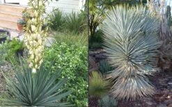 Blue Sentry Yucca - 3 Gallon Pot 3 Blue Sentry Yucca - 3 Gallon Pot -Garden Plants shop Yucca Blue Sentry 4 1