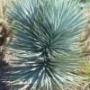 Blue Sentry Yucca - 3 Gallon Pot