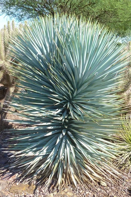 Blue Sentry Yucca - 3 Gallon Pot Blue Sentry Yucca - 3 Gallon Pot -Garden Plants shop Yucca Blue Sentry 5 1