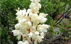 Color Guard Yucca - 3 Gallon Pot -Garden Plants shop Yucca Color Guard Flowers Closeup 1
