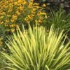 Color Guard Yucca - 6 Pack Of 1 Gallon Pots