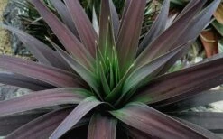 Blue Boy Yucca - 3 Gallon Pot 4 Blue Boy Yucca - 3 Gallon Pot -Garden Plants shop Yucca MaBlue Boy 1