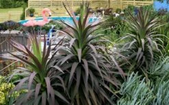 Blue Boy Yucca - 3 Gallon Pot 3 Blue Boy Yucca - 3 Gallon Pot -Garden Plants shop Yucca MaBlue Boy 8