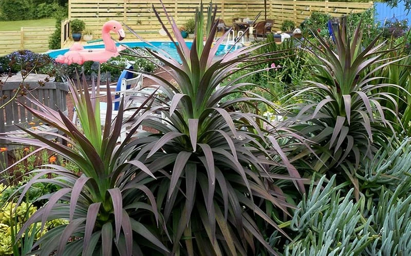 Blue Boy Yucca - 3 Gallon Pot Blue Boy Yucca - 3 Gallon Pot -Garden Plants shop Yucca MaBlue Boy 8