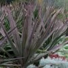 Magenta Magic Yucca - 3 Gallon Pot