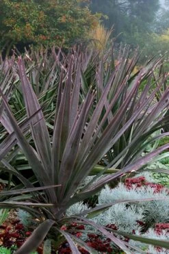 Magenta Magic Yucca - 3 Gallon Pot
