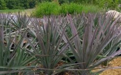 Magenta Magic Yucca - 3 Gallon Pot -Garden Plants shop Yucca Magenta Magic 2