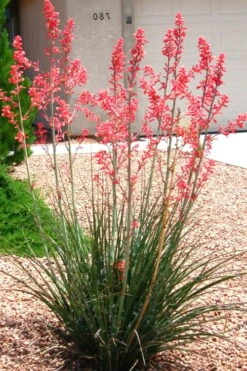 Red Yucca - 3 Gallon Pot 4 Red Yucca - 3 Gallon Pot -Garden Plants shop Yucca Red 6